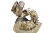 Cretaceous Heteromorph Ammonite (Didymoceras) - South Dakota #306621-4